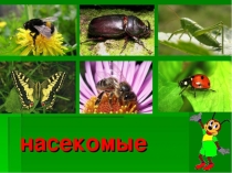 ПРЕЗЕНТАЦИЯ В СТАРШЕЙ ГРУППЕ НА ТЕМУ  Насекомые