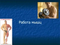 Работа мышц (8 класс)