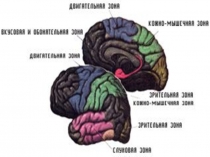 Кожно-мышечная чувствительность. Обоняние. Вкус.