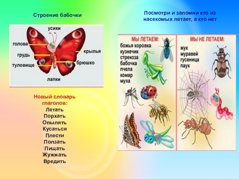 Презентация для старшей группы на тему насекомые