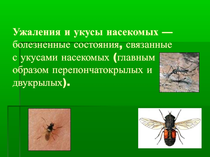 Обж 6 класс укусы насекомых и защита от них презентация