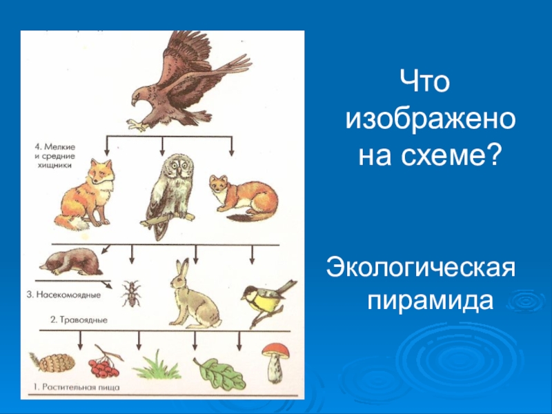 Пищевая цепочка елового леса биология 5 рисунок