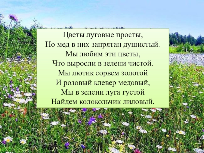 Тема жизнь луга 4 класс. Стихи про луговые цветы. Стихи о Луге. Стихи про луговые цветы для детей. Стих про цветы на лугу.