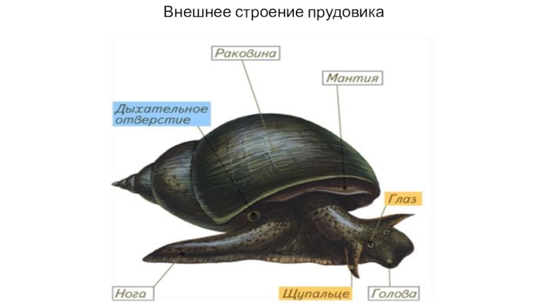 Тело моллюсков мягкое и имеет мантию. Внешнее строение прудовика обыкновенного. Прудовик обыкновенный строение раковины. Строение раковины большого прудовика. Внешнее и внутреннее строение раковины прудовика.