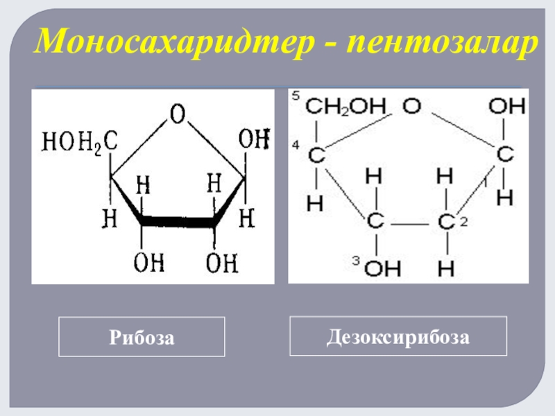 Рибоза структурная. Циклические формулы рибозы и дезоксирибозы. Дезоксирибоза строение молекулы. Рибоза строение молекулы. Дезоксирибоза формула структурная и циклическая.