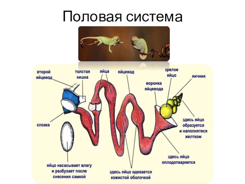 Половая система человека презентация 8 класс биология