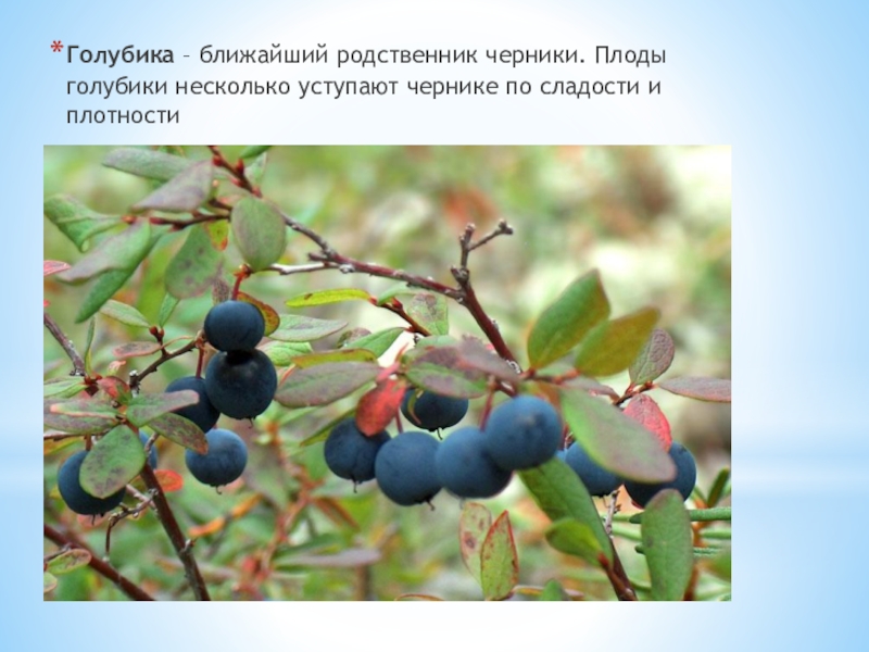 Родственник голубики. Волчья ягода похожа на голубику. Рассказ про голубику. Плоды черники Фармакогнозия.