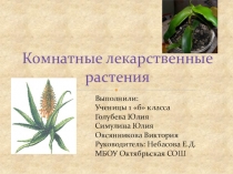 Презентация Комнатные лекарственные растения