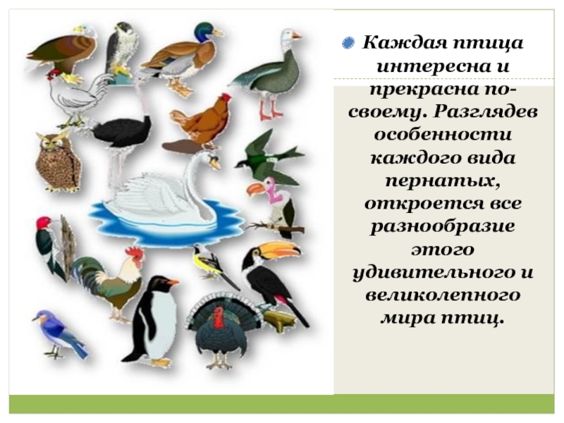 Разнообразие птиц презентация. Разнообразие птиц. Разнообразие птиц сообщение. Многообразие птицы открытие урок. Сообщение о многообразии птиц.