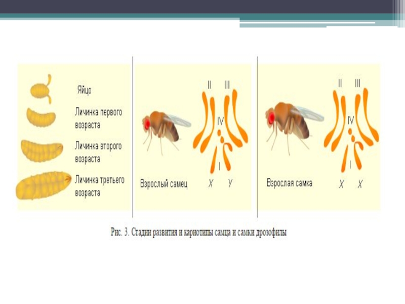 Хромосомная теория наследования 10 класс презентация