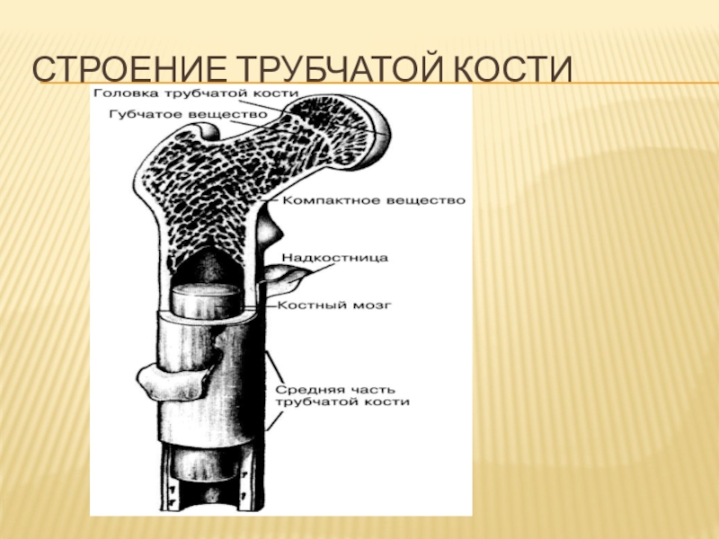 Строение трубчатой