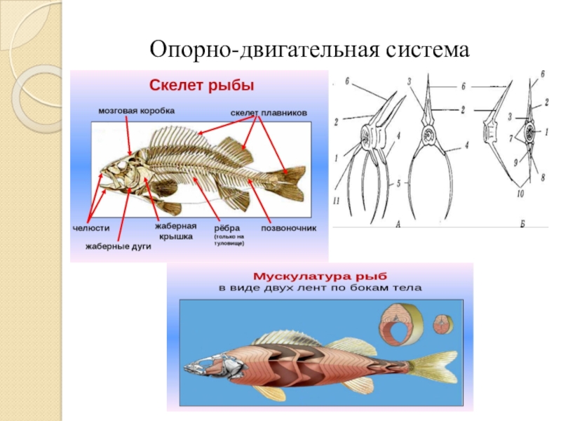 Строение рыбы тест