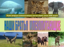 Презентация по окружающему миру на тему  Млекопитающие (4класс)