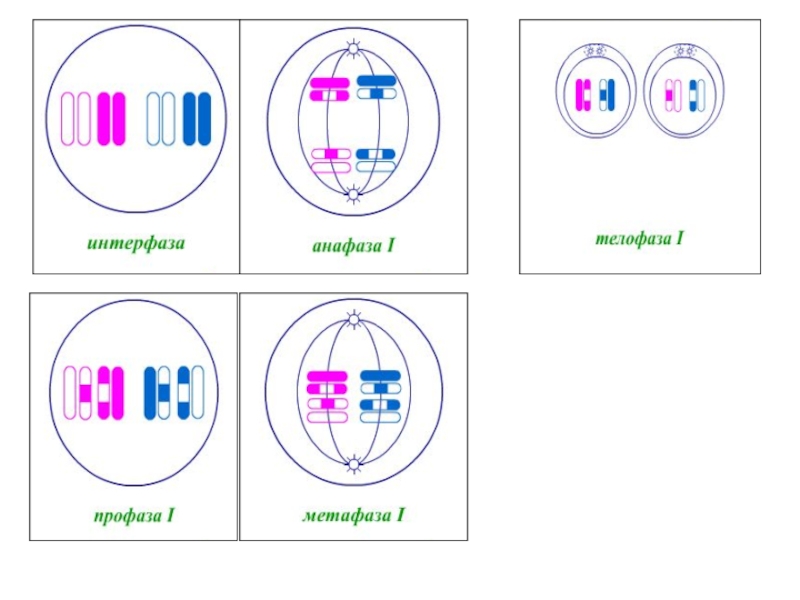 Интерфаза мейоза рисунок