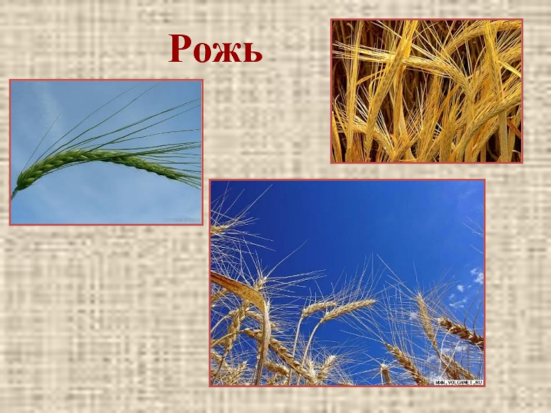 Пшеница фото окружающий мир 3 класс