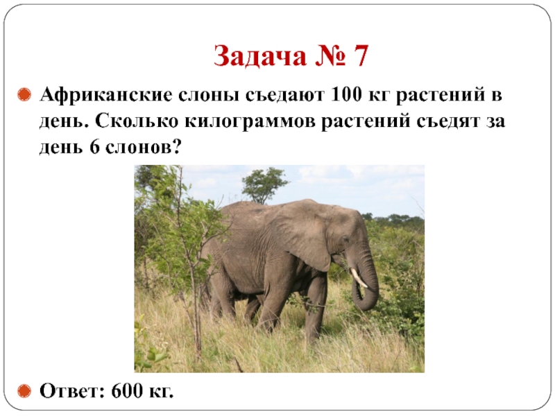Слон сколько кг. Задачи слоны. Слоновая задача. Сколько съедает слон в день. Задания слоны.