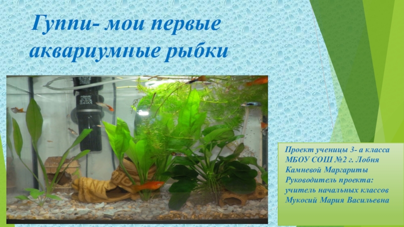 Презентация по окружающему миру Рыбки гуппи