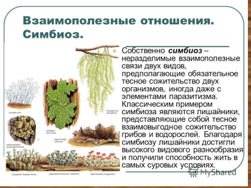 Симбиоз презентация по биологии 9 класс