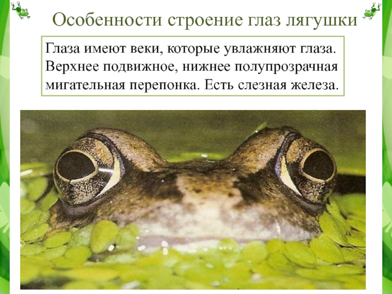 Орган слуха земноводных представлен. Строение глаза лягушки. Строение глаза земноводных. Строение глаза амфибий. Мигательная перепонка у лягушки.
