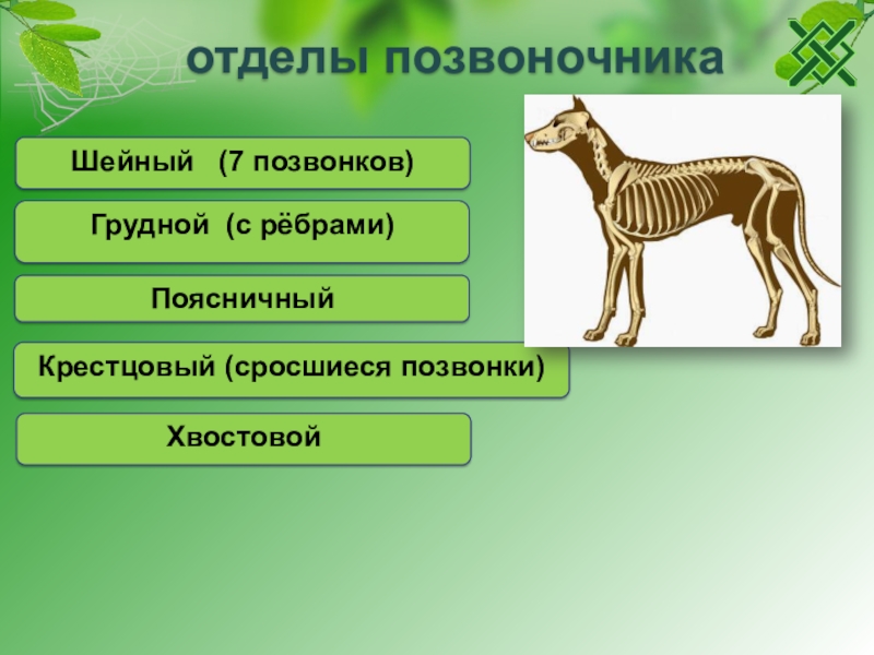 Происхождение и разнообразие млекопитающих 7 класс презентация