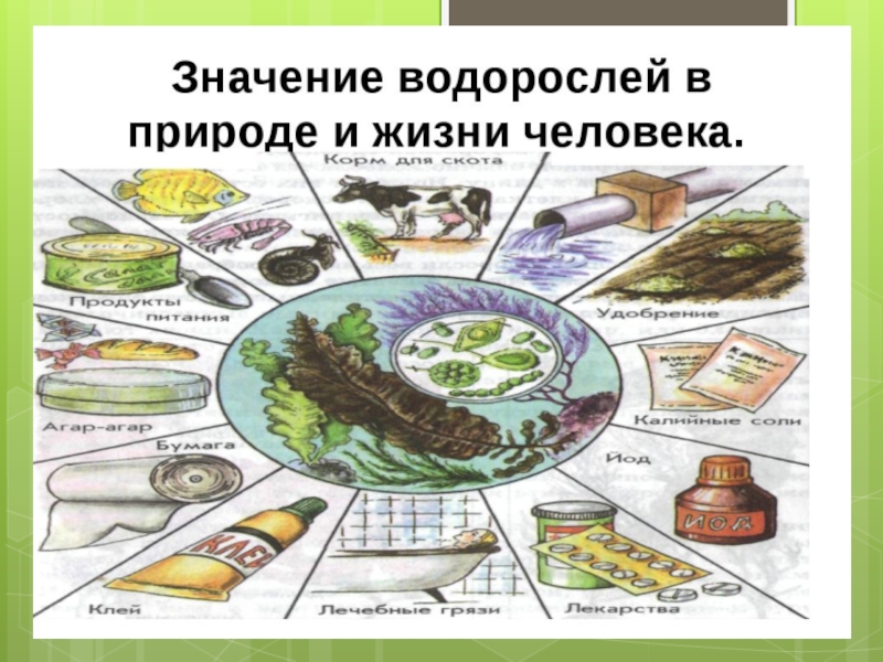 64 закончите схему значение водорослей в природе в жизни человека