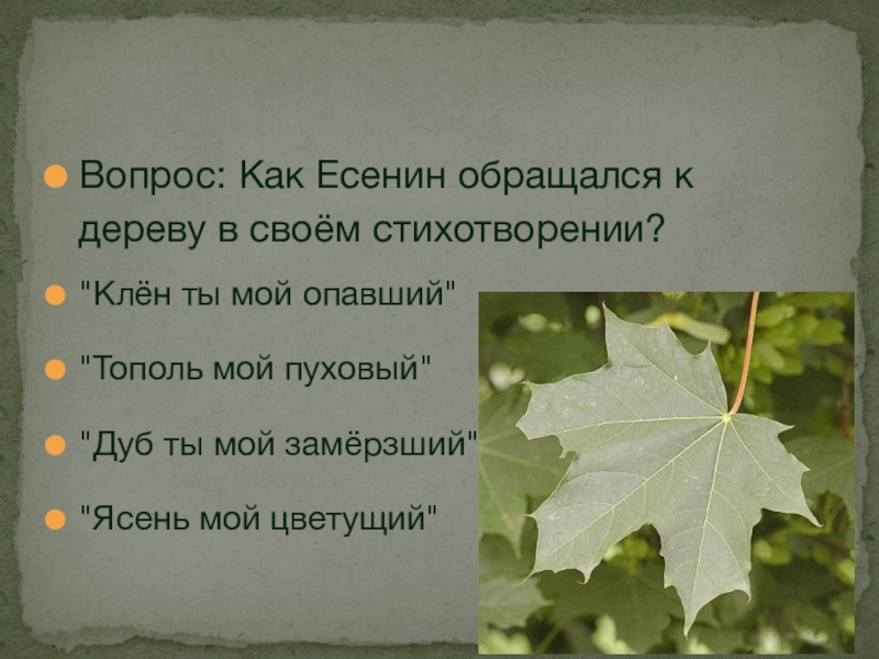 Клен ты мой опавший анализ. Стихотворение про клен. Стихи Есенина клен. Загадка про клен. Стих про опавший клен.