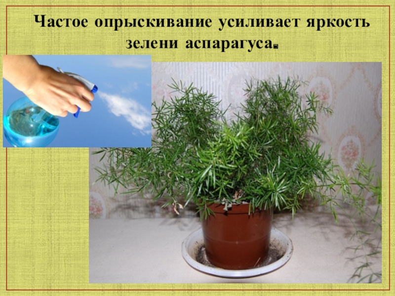 Влаголюбивые растения домашние фото и названия