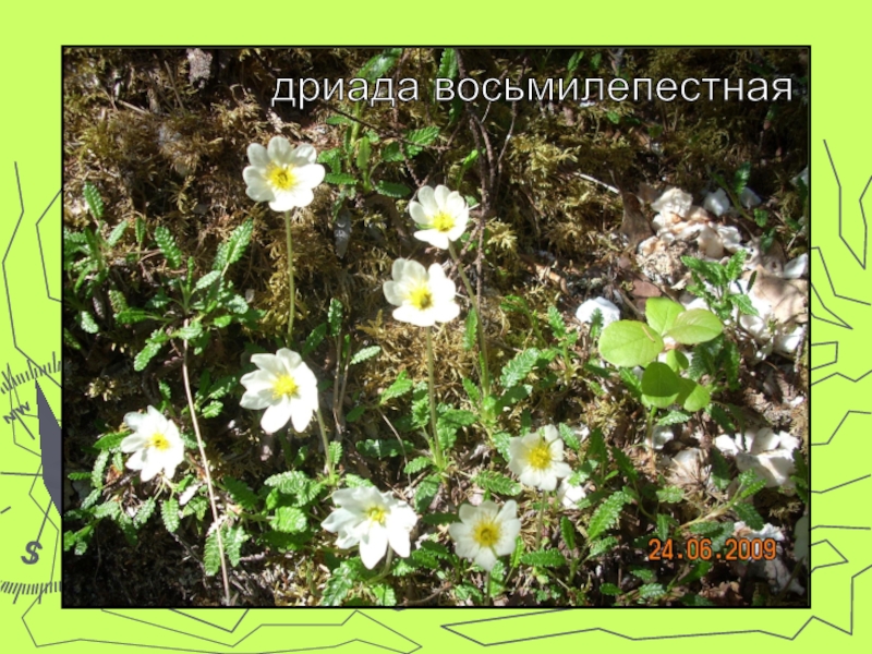 Пинежский заповедник презентация