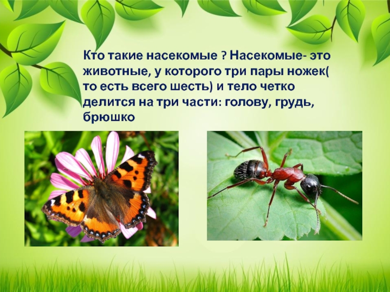 Мир насекомых 2 класс. Презентация на тему насекомые. Кто такие насекомые. Насекомые презентация для детей. Насекомые презентация для дошкольников.