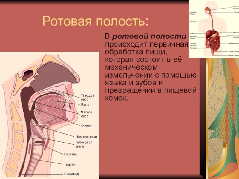 Полость представлять. В ротовой полости происходит. Друзовая полость это. В роорвой полосьи промчдодит.