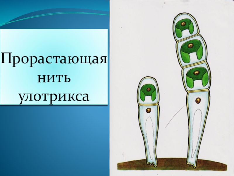 Рассмотрите изображения растений просо абрикос улотрикс подпишите. Размножение улотрикса 6 класс биология. Размножение улотрикса 6 класс. Схема размножения улотрикса 6 класс. Строение клетки улотрикса.