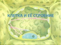 Клетка. Строение клетки.Митоз. Мейоз. Фазы митоза и мейоза. Развитие половых клеток у растений и животных. Сходство и отличие митоза и мейоза, их значение. Деление клетки.