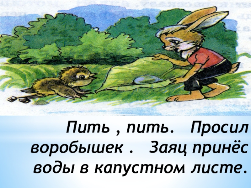 Пить , пить.  Просил воробышек .  Заяц принёс воды в капустном листе.