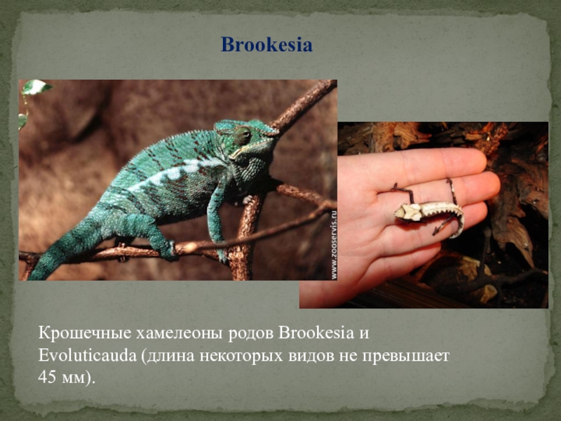 BrookesiaКрошечные хамелеоны родов Brookesia и Evoluticauda (длина некоторых видов не превышает 45 мм).