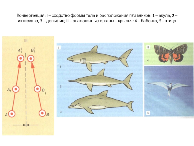 Формы тела животных. Формы направления эволюции конвергенция. Конвергенция схема. Конвергенция это в биологии. Конвергентная Эволюция.