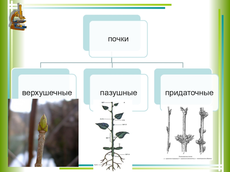 Побег и почки проект