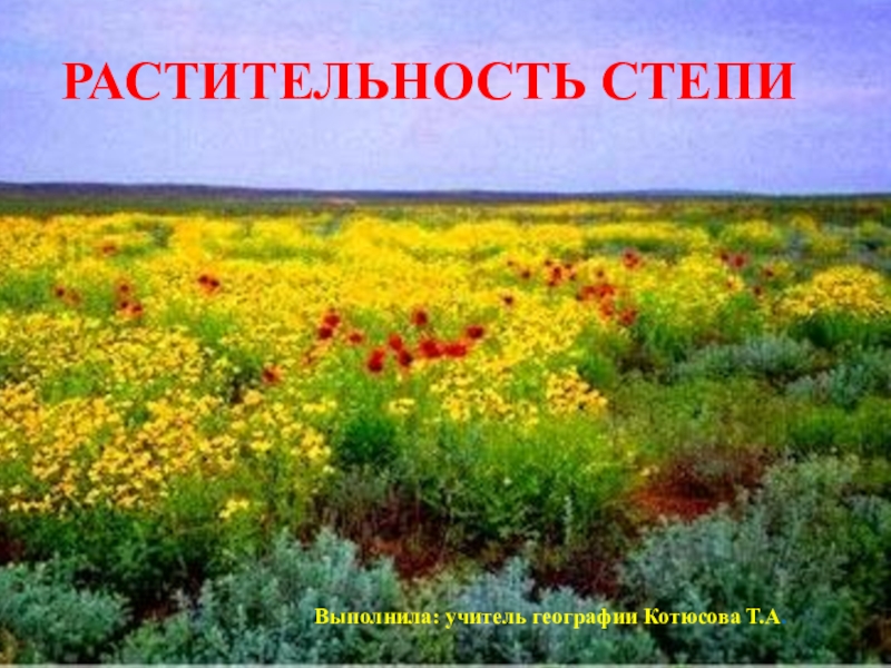 Растительный покров степи. Растительность степи. Растения степи. Растительный мир Казахстана. Растения степи России.