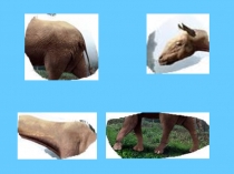 Презентация по окружающему миру на тему Скелет - надежная опора и защита (4 класс)