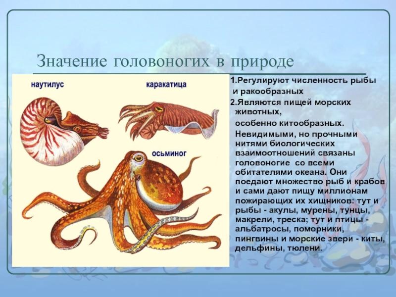 Головоногие классы биология. Головоногие в природе. Значение головоногих. Класс животных головоногие. Число видов головоногих.