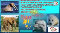 Презентация по биологии на тему Многообразие млекопитающих.Отряды Ластоногие,Китообразные,Парнокопытные,Непарнокопытные ,Хоботные. 7 класс.