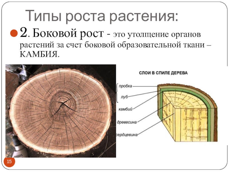 Наличие камбия