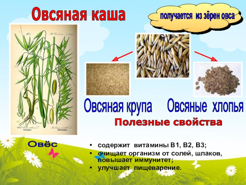 содержит витамины B1, В2, В3; очищает организм от солей, шлаков, повышает иммунитет;улучшает пищеварение.  ОвёсОвсяные хлопьяОвсяная крупаПолезные