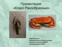 Презентация по биологии на тему  Класс Ракообразные (7 класс)