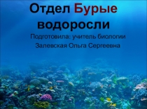 Отдел Бурые водоросли