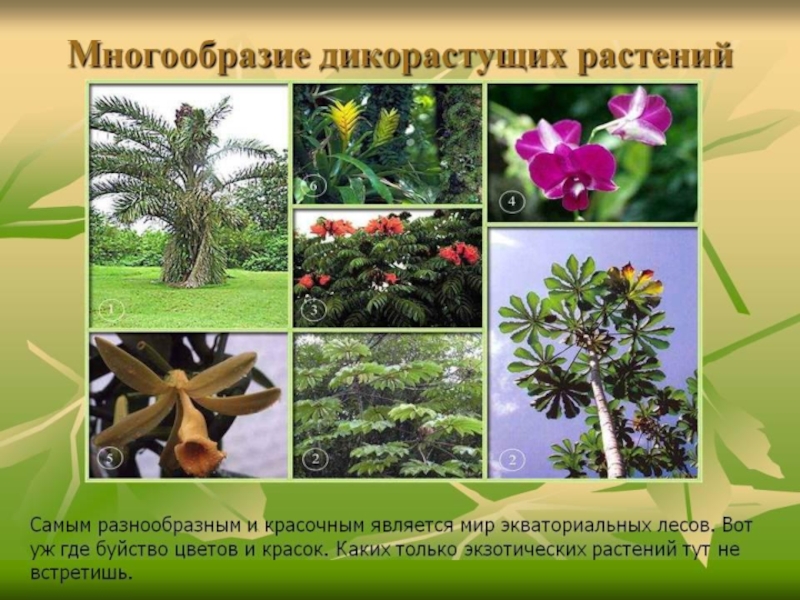 Разнообразие растений. Многообразие дикорастущих растений. Многообразные растения. Растительность многообразие. Многообразие видов растений.