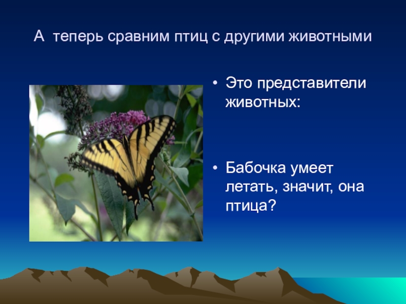 Бабочки относятся к группе. Бабочка относится к птицам. К какой группе относится бабочка. Бабочки которые не умеют летать. Бабочка не умеющая летать.