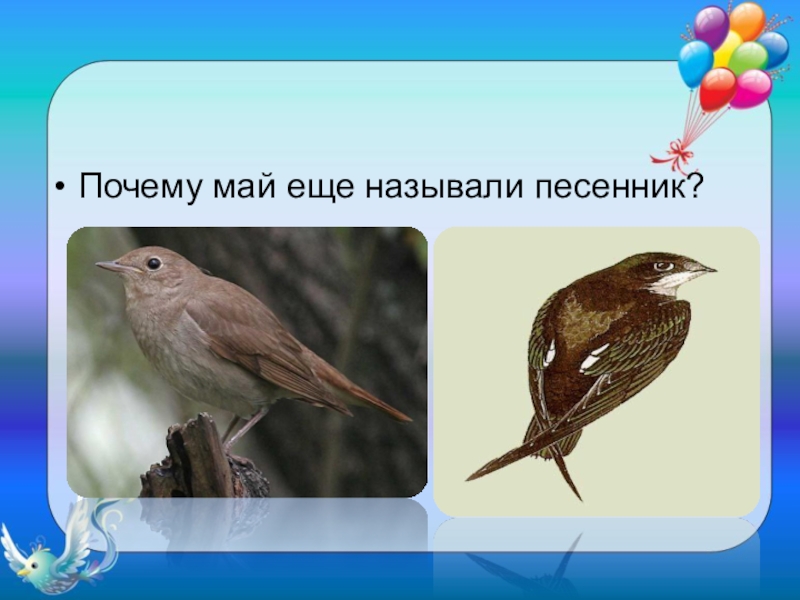 Как в народе называют май. А почему май еще называли песенник. Почему май назвали маем. Почему май называется маем. Почему май называют Песениик.