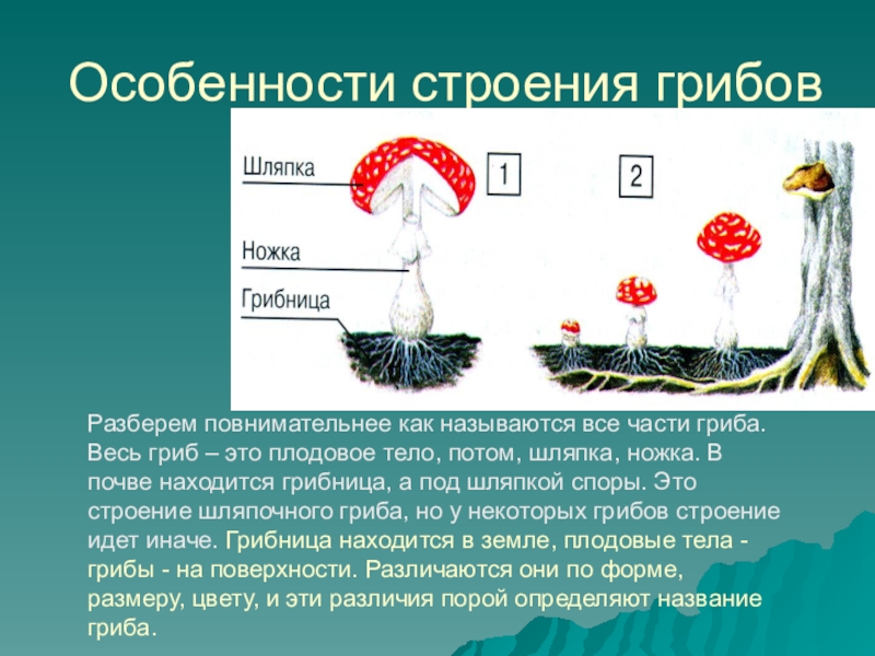 Грибной разбор. Особенности строения грибов. Бенности строения грибов. Особенность частей гриба. Грибы особенности строения и жизнедеятельности.