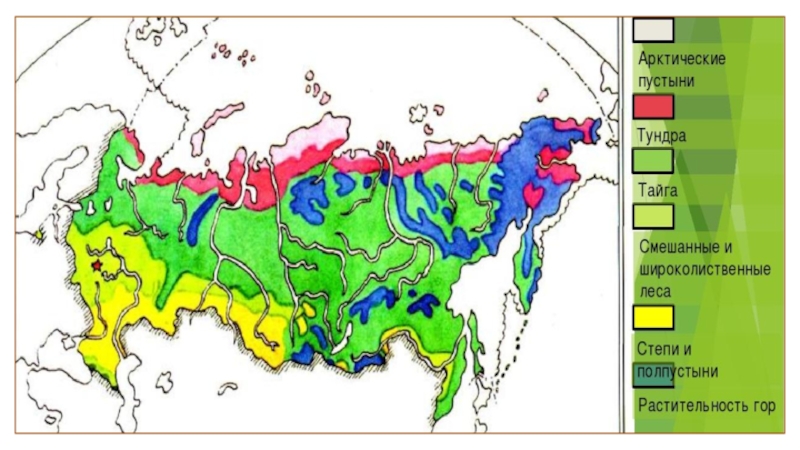 Карта природных зон тундра тайга. Тайга на карте. Тундра на карте. Тундра и Тайга на карте России. Тайга тундра степь.
