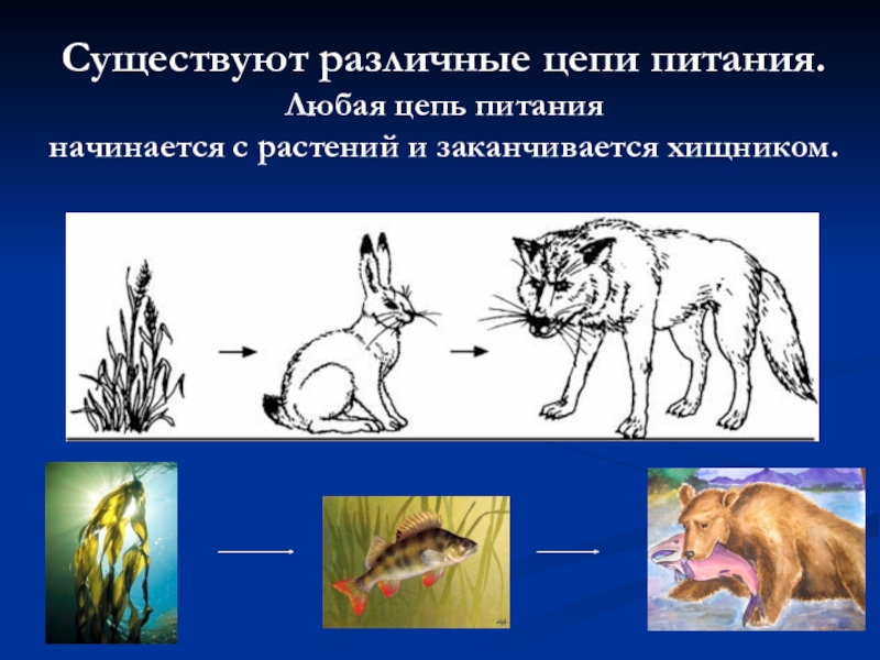 Животное живое существо схема 1 класс окружающий мир